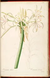 Crinum asiaticum var. pedunculatum